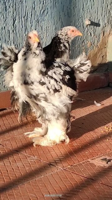 Nueva variedad de pollos brahma moteado en Gallinas Brahma Boyacá.

#brahma #pollosbrahma #gallinasbrahma🐔🐓🐥 #pollitosbrahma #gallinas #gallos #pollos #gallosbrahma #pollitosdecolores🐥 #brahmamoteado
