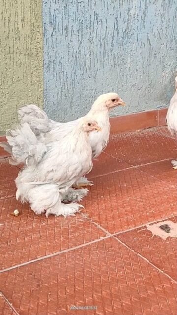Nueva genética de pollitos Brahma Isabela.

#pollitos #pollitosdecolores #pollito #pollitobrahma #gallinas #pollos #gallos #razabrahma #brahmaisabella #gallinasbrahma