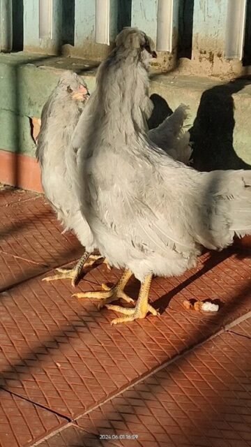 Pareja de jóvenes de raza Araucana Británica a sus 3 meses de edad.
#gallinas #gallos #gallos #pollitosdecolores🐥 #pollito #araucanachicken #araucanaeggs #araucanabritanica #gallinasrazas #gallinasfelices