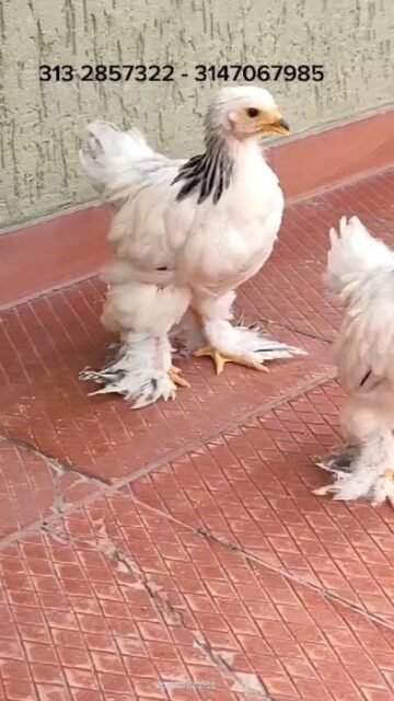 Pollitos Brahma, variedad armiñado, 1 mes de edad.

#brahma #pollitosbrahma #pollito #pollitosdecolores🐥 #armiñado #gallinasbrahma #pollosbrahma #gallos #pollos #gallosbrahma