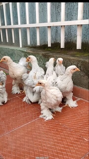 Brahma Isabela 2024.

#Brahma #pollos #pollitos #pollitos #pollitosbrahma #gallinasbrahma🐔🐓🐥 #gallosbrahma #gallos #gallosworld #bramaisabela #isabela #brahmacolombia