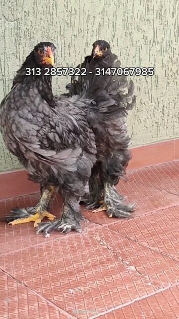 Brahma Azul, seguimos trabajando el gen moteado, generación F3.

#brahma #pollos #gallinas #gallos #gallosworld #gallosfinos #gallinasbrahma #brahmaazul #pollitosdecolores🐥 #huevos #gallinasexoticas