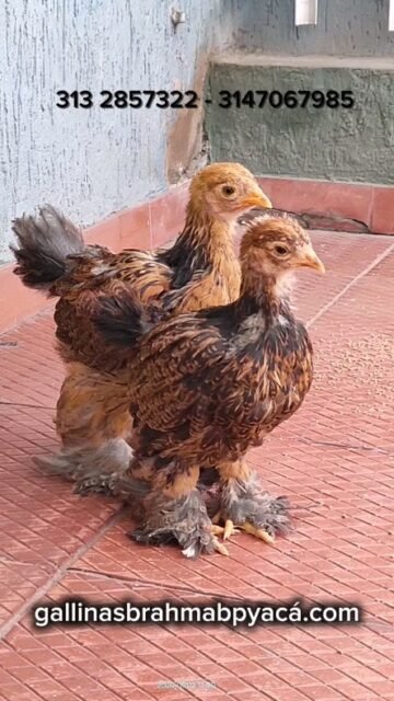 Brahma Perdiz Dorado con gen Isabela, 45 dias.

#brahma #gallinas #gallinasrazas #pollosbrahma #pollitos #pollitosdecolores🐥 #gallosbrahma #brahmaperdiz #gallinas #gallos