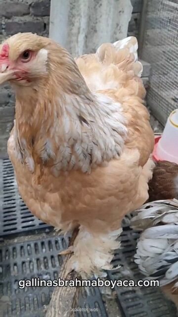 Plantel Brahma Lemon Pyle 2024.

#brahma #brahmalemon #brahmalimon #pollo #pollos #pollito #pollitos #gallinas #gallinasfelices #gallosbrahma #gallos #gallosworld