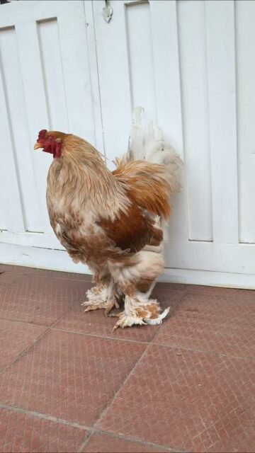Este es nuestro gallo reproductor Brahma Buff Laced, en Sogamoso Boyacá.  3132857322