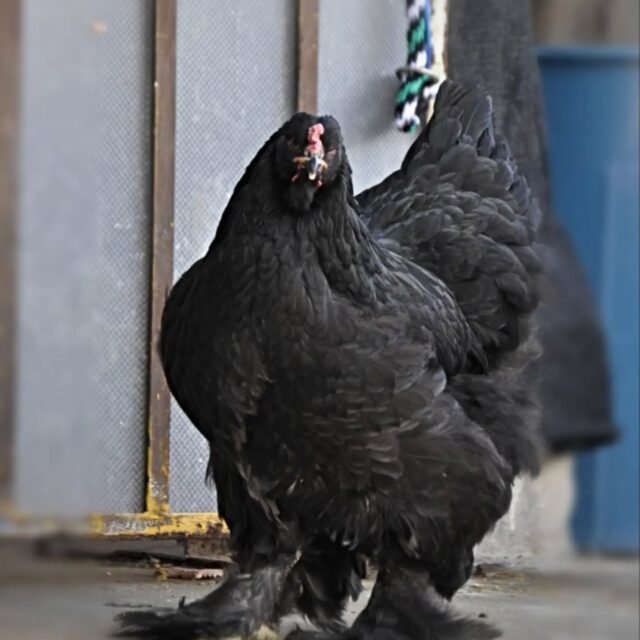 Gallina Brahma negra en Colombia.
