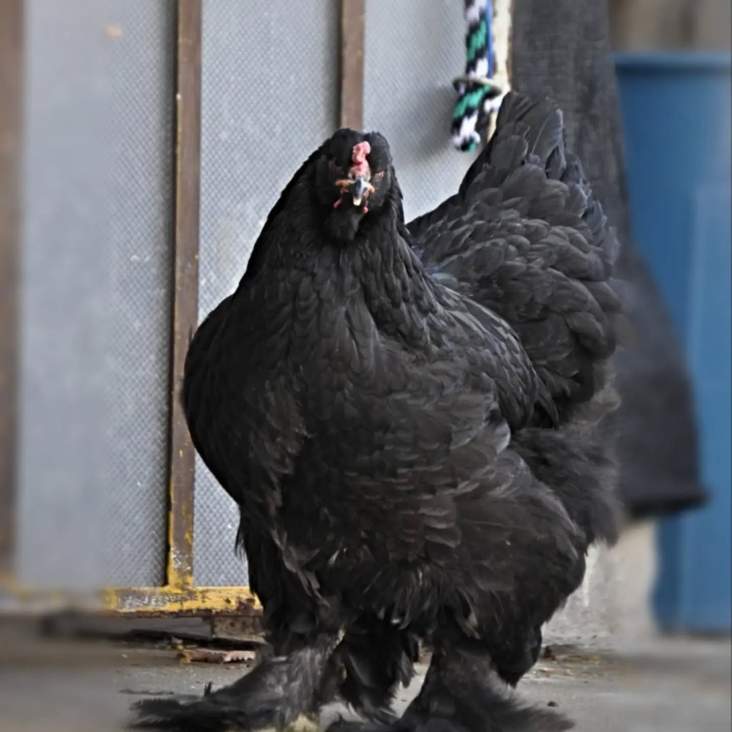 Gallina Brahma negra en Colombia.