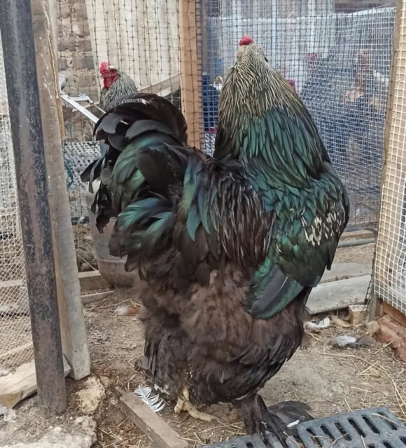 Gallo Brahma Birchen