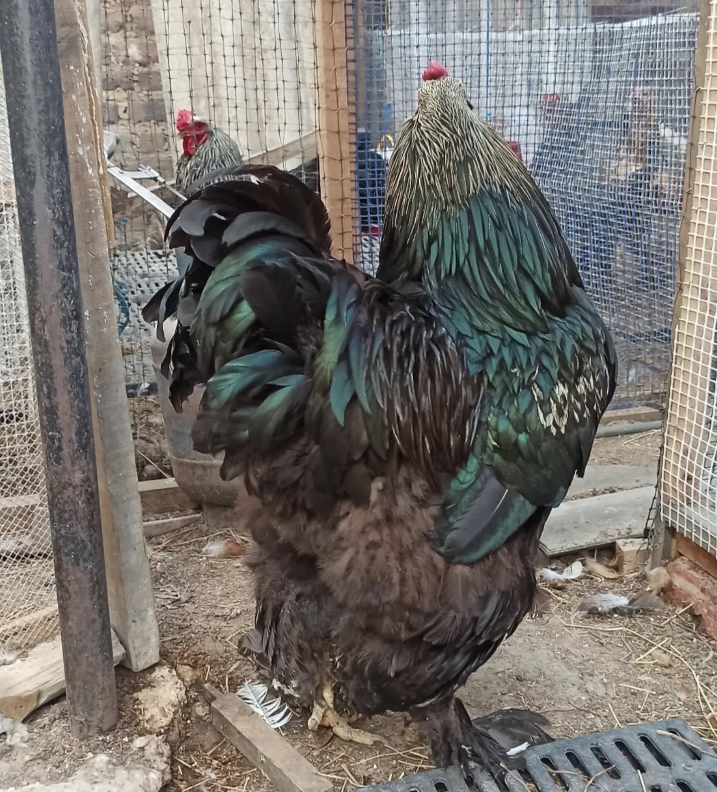 Gallo Brahma Birchen