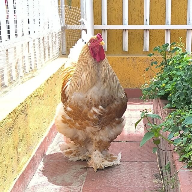 Gallo Brahma Buff Laceado. #gallinabrahma 

3132857322