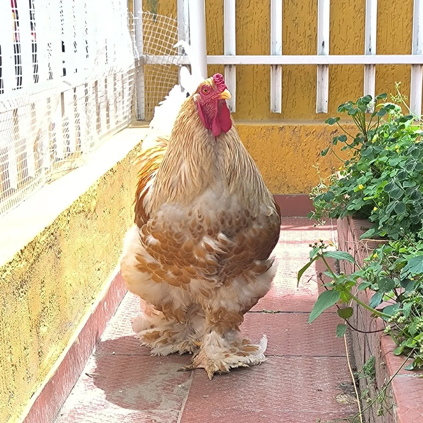 Gallo Brahma Buff Laceado. #gallinabrahma 

3132857322