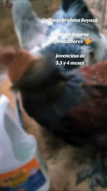 Estos hermosos pollitos de 3.5 y 4 meses serán nuestros futuros reproductores, solo les compartimos el vídeo, pero no están en venta #pollitosbrahma #gallosbrahma