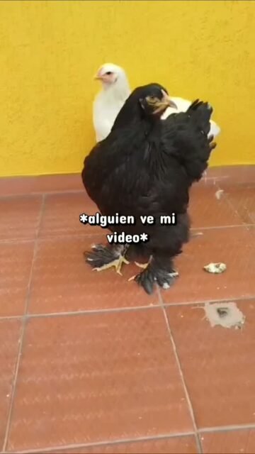 Gallinas Brahma negro #gallinas #gallosbrahma #pollos #brahmachickens