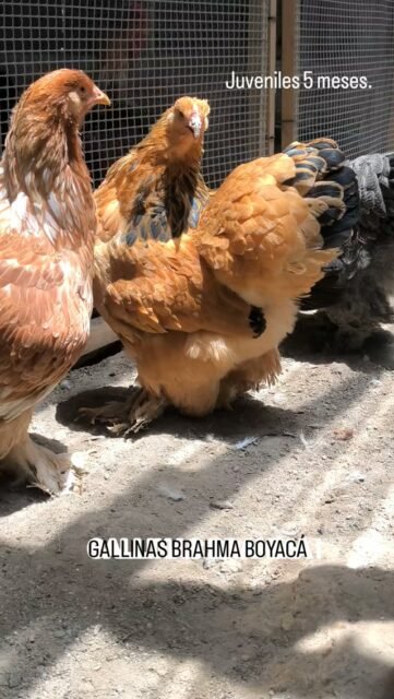 Nuestra hermosa juvenil Brahma Buff #gallinabrahma #brahmachickens #brahmabuff #gallinas