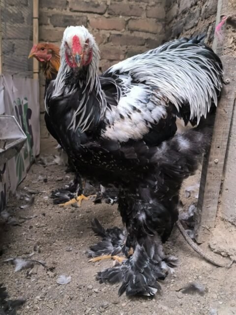 Brahma Perdíz Plata - Joven de 5 meses