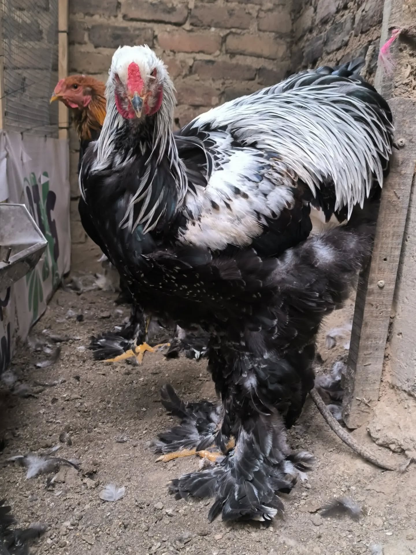 Brahma Perdíz Plata - Joven de 5 meses