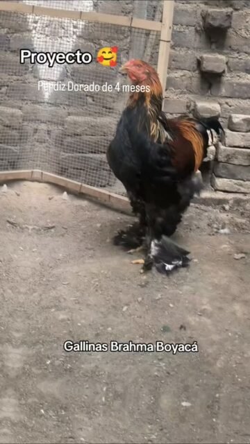 Un hermoso juvenil Brahma perdiz dorado de 4 meses que se ve prometedor #gallinas #pollitosbrahma #brahmachickens #pollitos