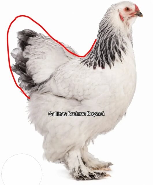 La línea roja muestra la parte donde le falta estructura a la gallina para cumplir con el Estándar de Belleza 

🐔 ¿Cómo debe ser el TIPO de una gallina Brahma según el estándar alemán? 🇩🇪

Cuando hablamos del “tipo” de una Brahma, no se trata solamente de que sea una gallina grande o tenga mucho plumaje.

El tipo es la estructura, conformación y proporción del cuerpo que debe tener un buen ejemplar de la raza.

En una Brahma de buen tipo buscamos:

🔸 Postura erguida y presencia majestuosa
🔸 Cuerpo ancho y profundo
🔸 Pecho ancho, lleno, profundo y proyectado hacia adelante
🔸 Hombros anchos
🔸 Grupa ancha y profunda
🔸 Vientre bien desarrollado y bien emplumado
🔸 Cola llena, de longitud corta a media y llevada a buena altura
🔸 Patas fuertes y bien separadas, que aporten la altura característica de la Brahma.

⚠️ Ojo: una Brahma no debe ser simplemente “gorda” o demasiado redonda. El estándar alemán busca un animal ancho y profundo, pero equilibrado, sin llegar a la forma excesivamente redonda de un Cochin.

👀 En estas fotos marcamos la silueta para que puedas aprender a identificar el tipo corporal.

Si estás criando Brahmas, aprender a evaluar el tipo es fundamental para saber qué ejemplares vale la pena dejar como reproductores.

📌 No es solo tamaño. No es solo plumaje. Es estructura, equilibrio y tipo de raza.

🇨🇴 Una buena Gallina Brahma se reconoce desde la silueta.

#Brahma #GallinasBrahma #BrahmaColombia #BrahmaBoyaca #GallinasDeRaza AviculturaColombiana AviculturaOrnamental BrahmaChicken BrahmaStandard EstandarBrahma GallinasOrnamentales CriaDeGallinas BrahmaAleman