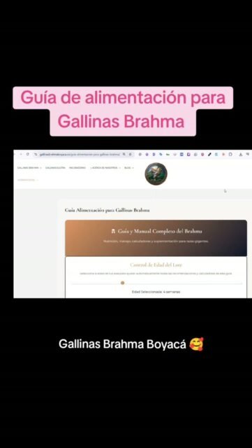 Guía de alimentación para pollitos y Gallinas Brahma #gallosbrahma #brahmachickens #pollitosbrahma