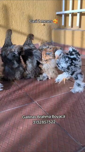 Nuestros pollitos ya casi completan 2 meses 🥰 #pollitos #brahmachickens #gallinabrahma #gallinas