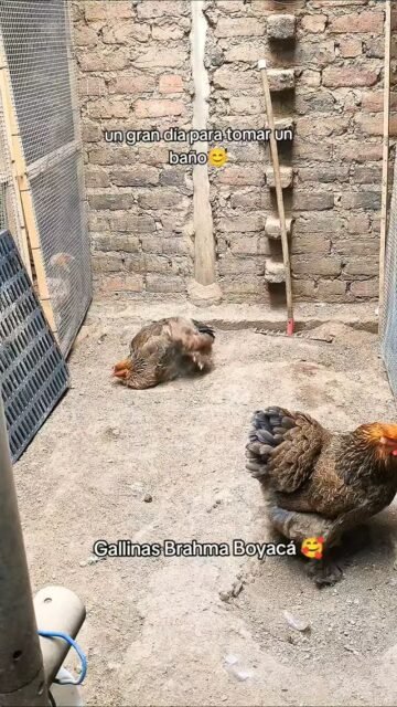 Jovencitos Perdiz dorado negro tomando un baño #GallinasBrahma #galinhasbrahma #Brahmachicken