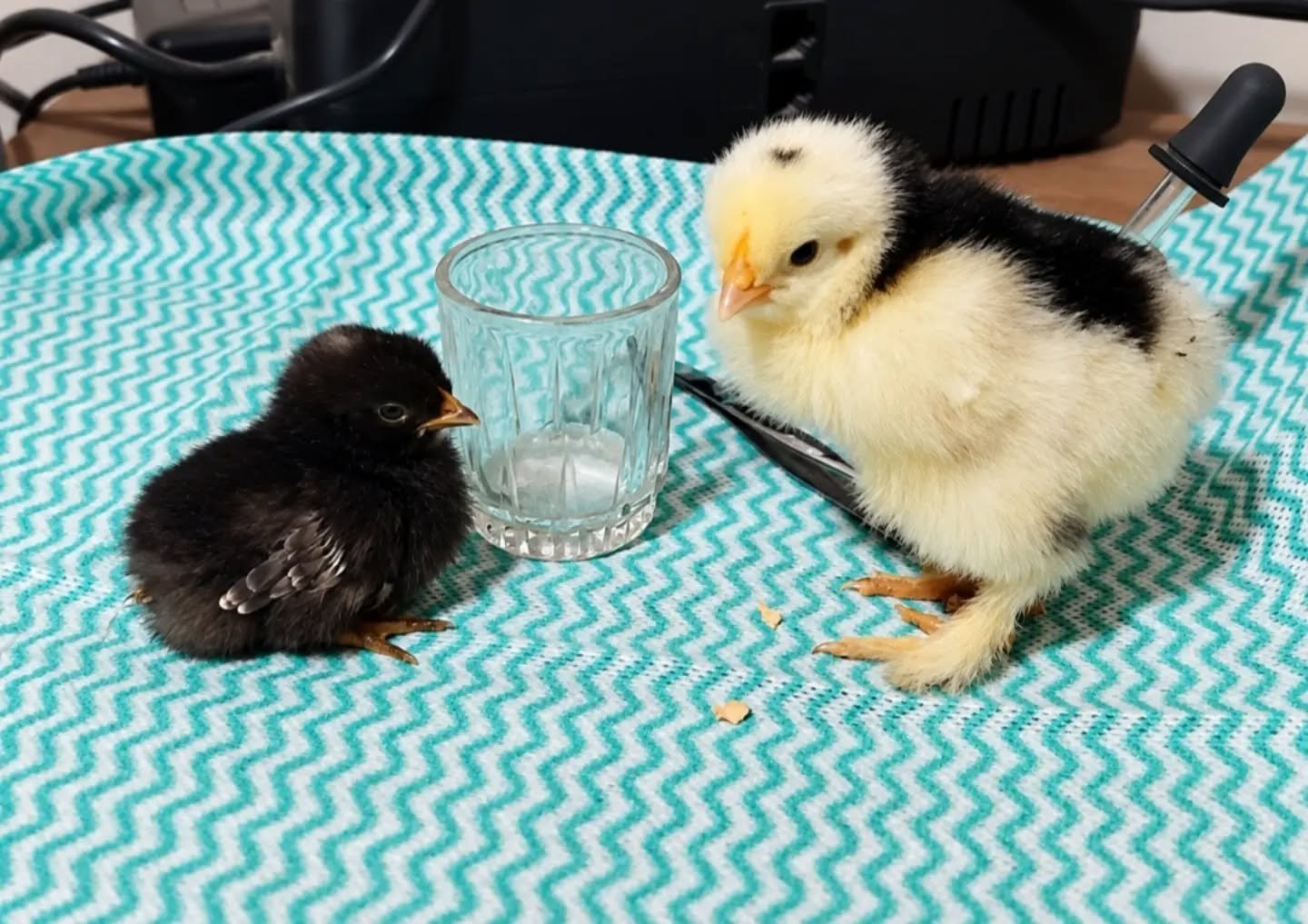 Pollitos Azteca y Brahma de 5 días de vida, no son hermosos? #pollitos #pintinhos #chicks