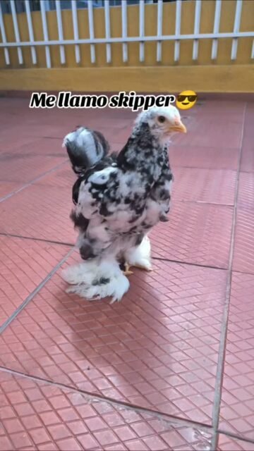Gallinas Brahma Mottled #gallinabrahma #Brahmachicken #galinhasbrahma