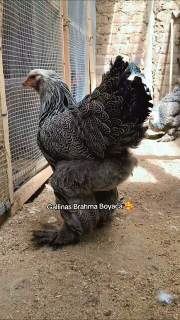 Brahma Dark #gallinas #galinhas #avicultura #gallinasornamentales