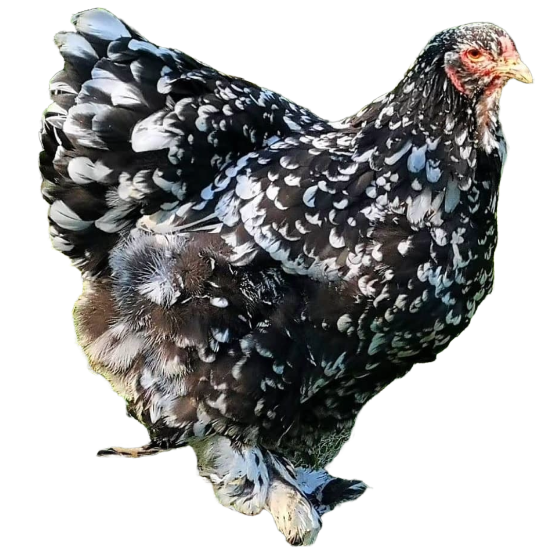 Gallina Brahma moteada en colombia boyaca