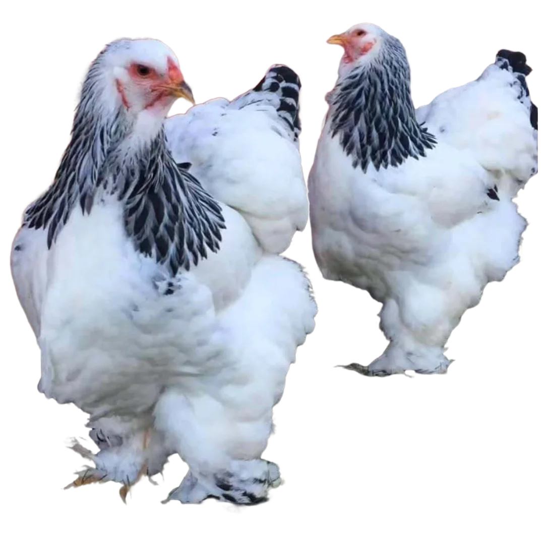 gallinas brahma armiñadas en boyaca