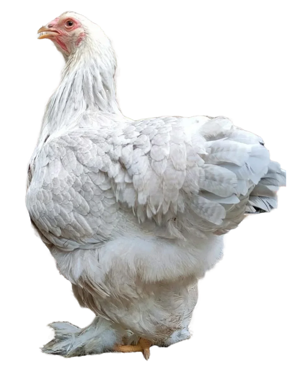 Gallina brahma isabel en colombia