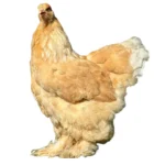 Gallina brahma limon en colombia venta3
