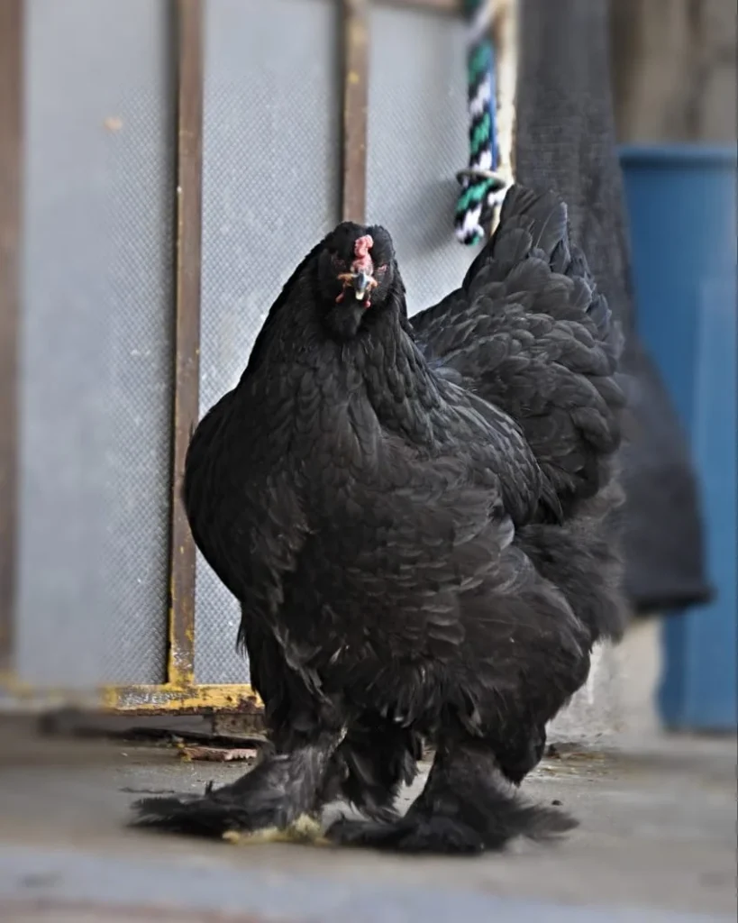 gallina brahma negra en colombia