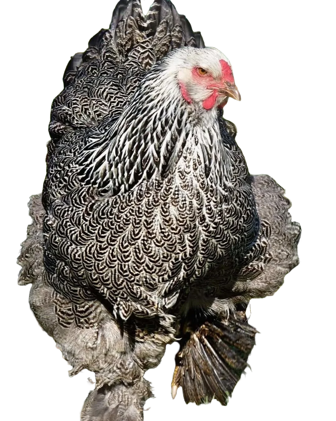 Gallina brahma perdiz plata en colombia