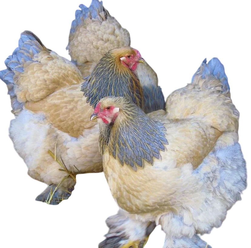 Gallinas Brahma buff azul en colombia venta