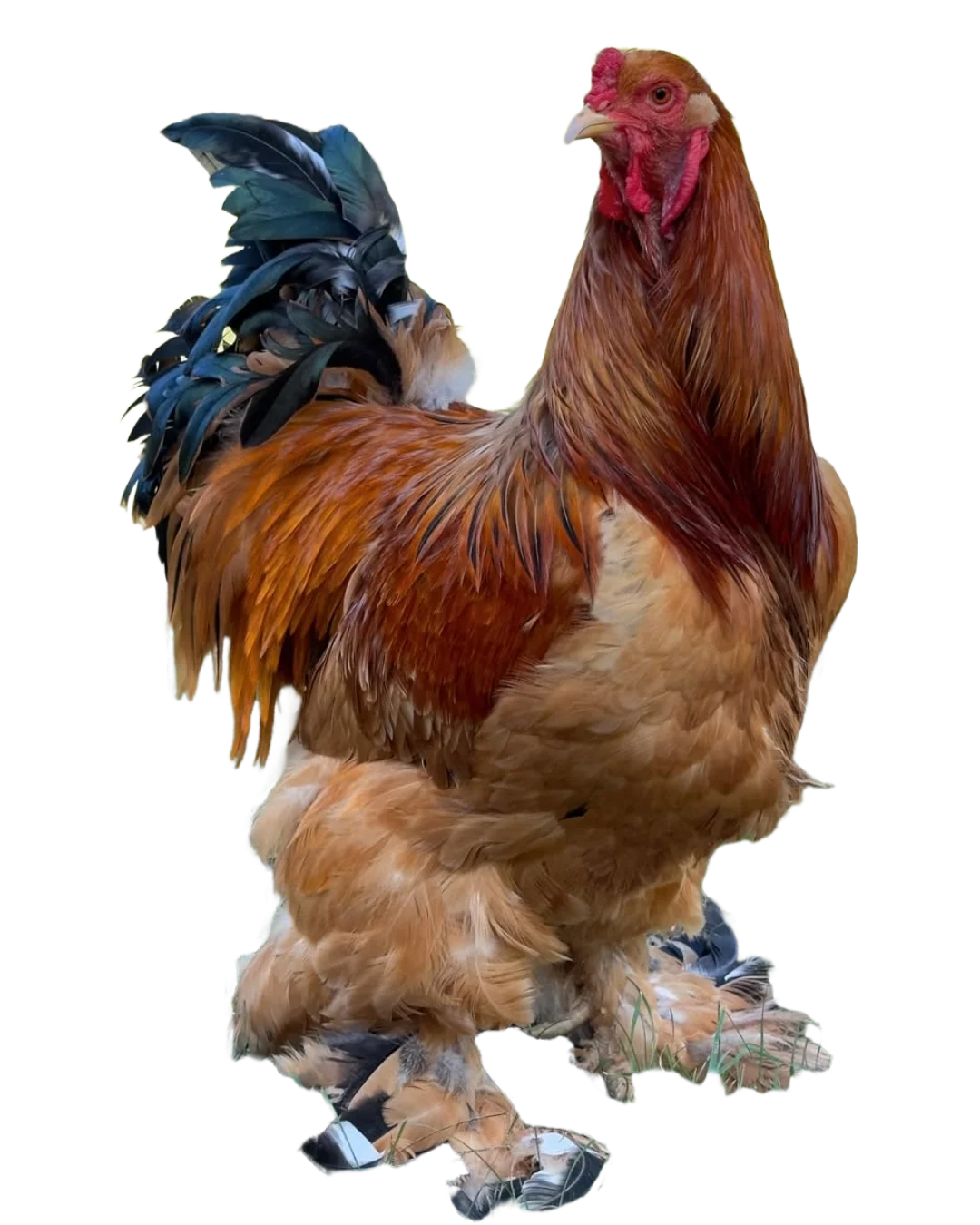 Gallo brahma buff negro en colombia venta