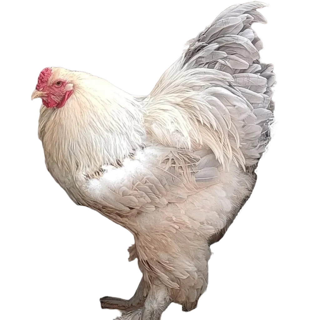 Gallo brahma isabel en colombia