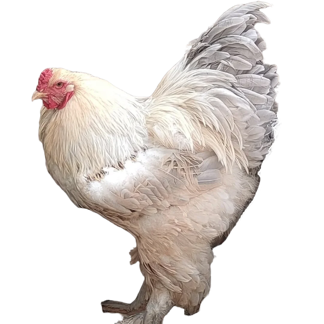 Gallo brahma isabel en colombia