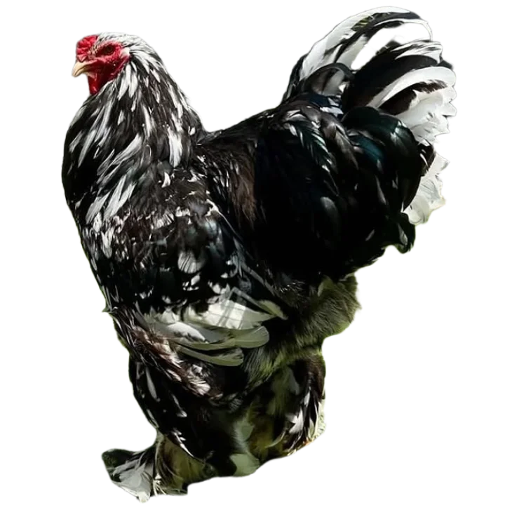 Gallo brahma moteado en colombia venta