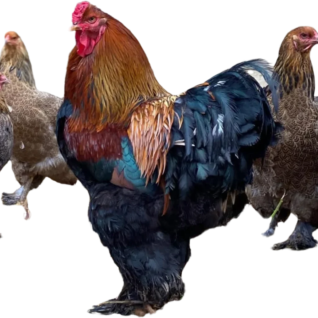 Gallo perdiz dorado en colombia