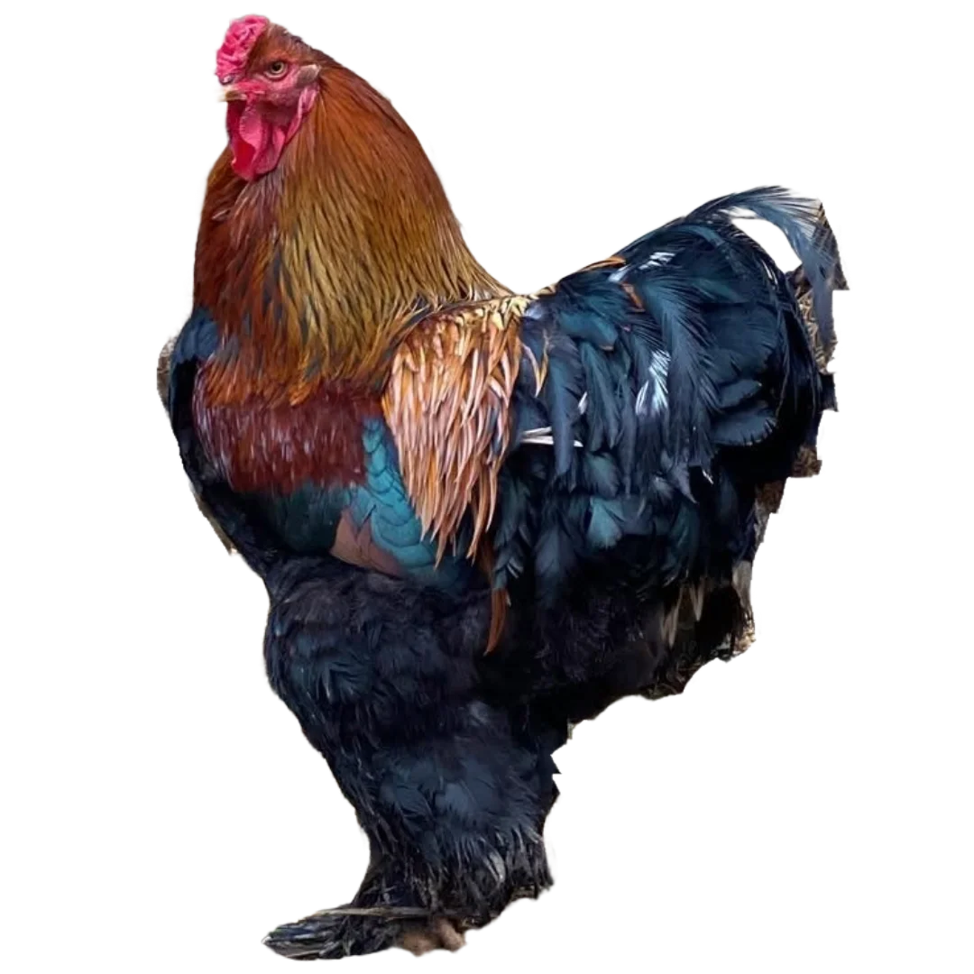 Gallo perdiz dorado en colombia boyaca