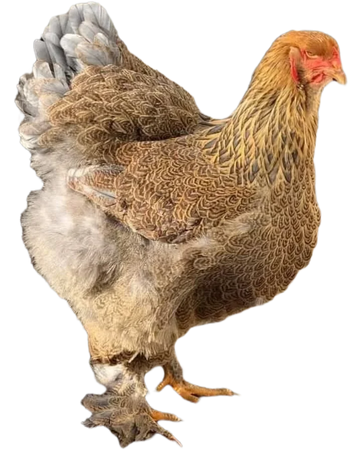 gallina brahma perdiz dorado en boyaca colombia