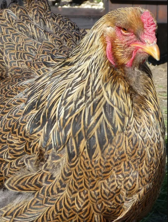 venta gallinas pollos brahma perdiz dorado en colombia