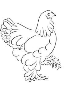 gallinas brahma en colombia