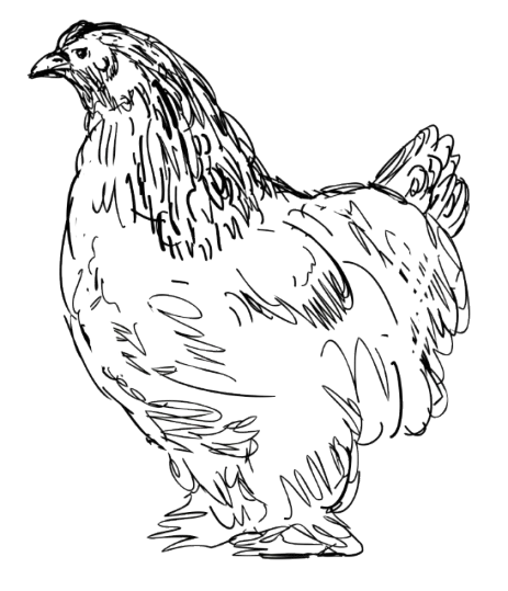 gallina_brahma_vector_2-webp gallinas brahma