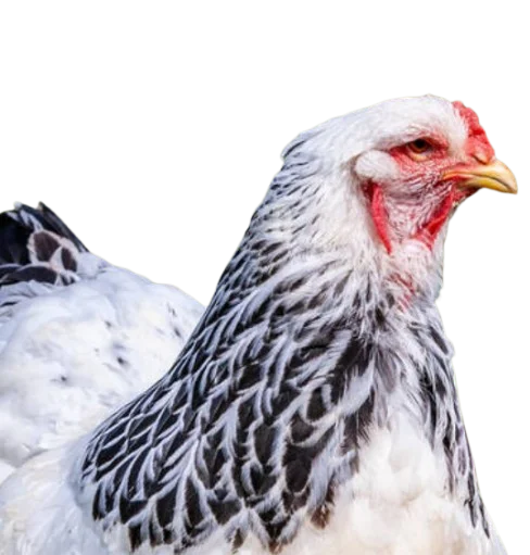 gallina Brahma armiñada light en colombia