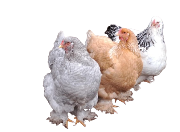 gallinas_brahma_en_boyaca-removebg-preview venta de gallinas brahma en colombia