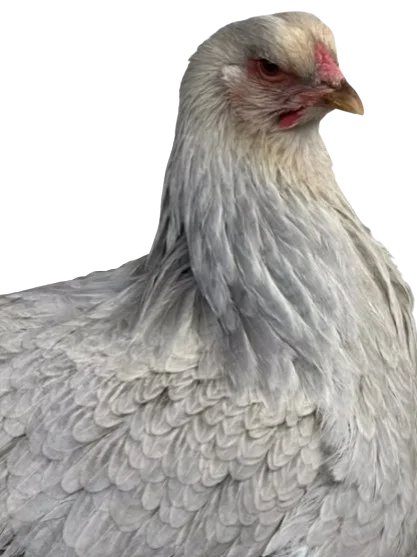 pollos brahma color isabel en colombia