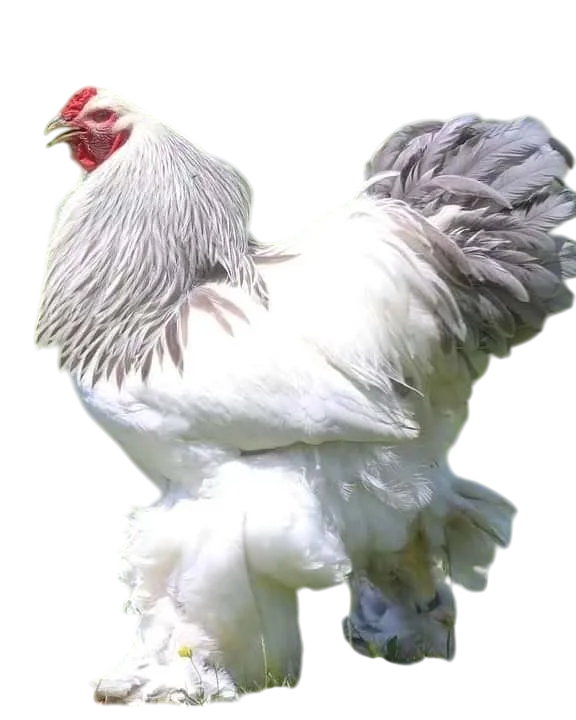 gallo brahma armiñado en venta boyaca gallo brahma armiñado en venta boyaca