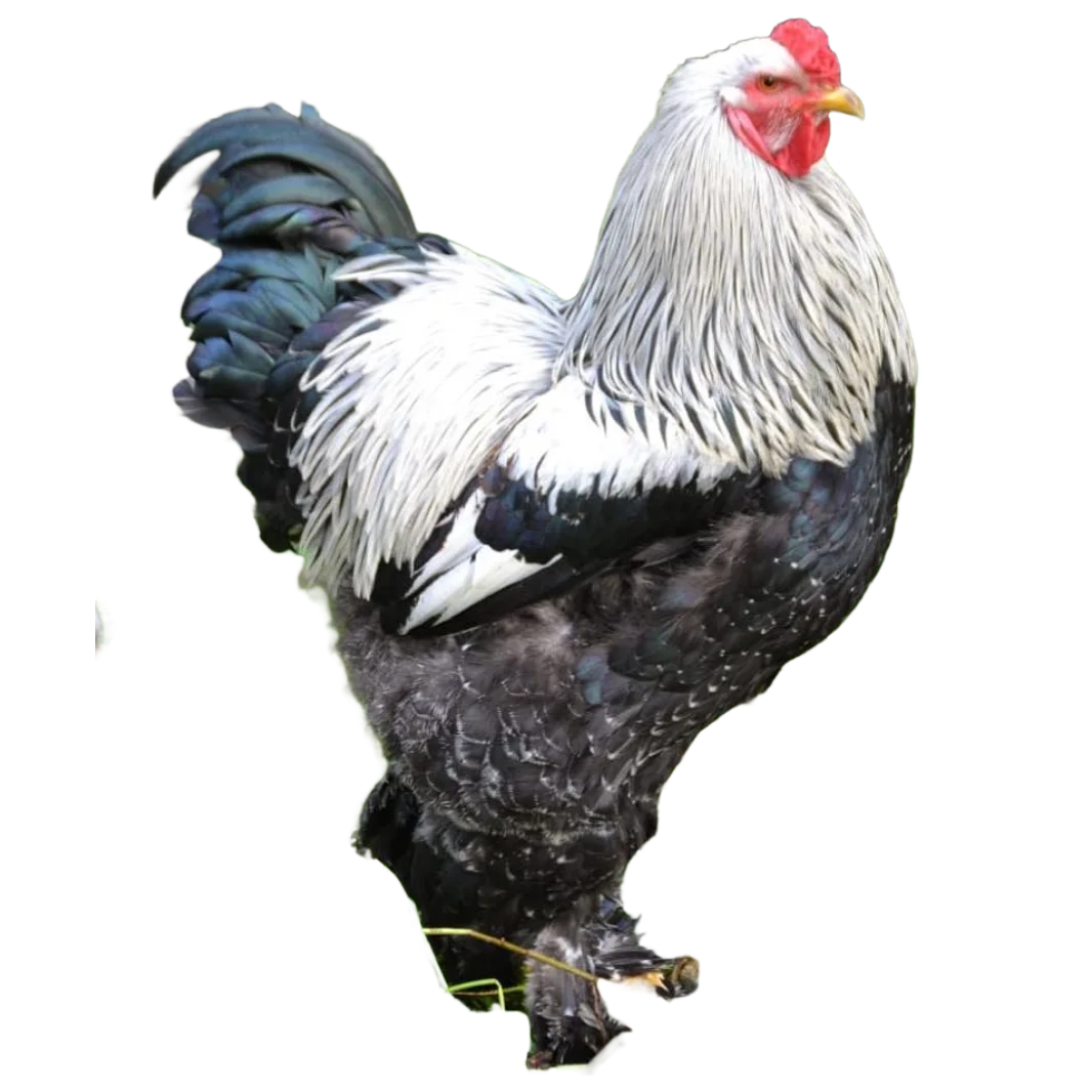 gallo perdiz plateado en colombia